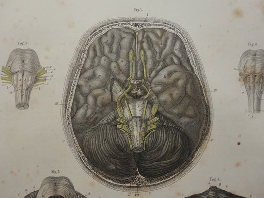 HERSENEN Oude anatomie print menselijke hersenen 1871 Antieke prent Vintage anatomische illustratie