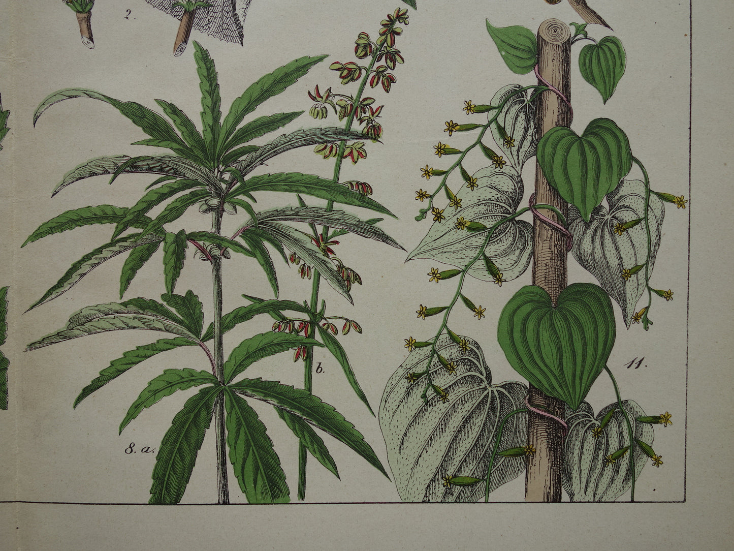 CANNABIS Oude Botanische Prent 1874 Originele Antieke Illustratie Dadelpalm Planten Spinazie Decoratie