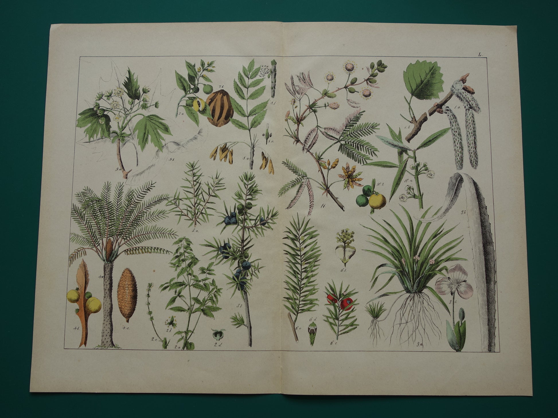 JENEVERBES Oude Botanische Prent 1874 Originele Antieke Illustratie Planten Decoratie Palmvaren