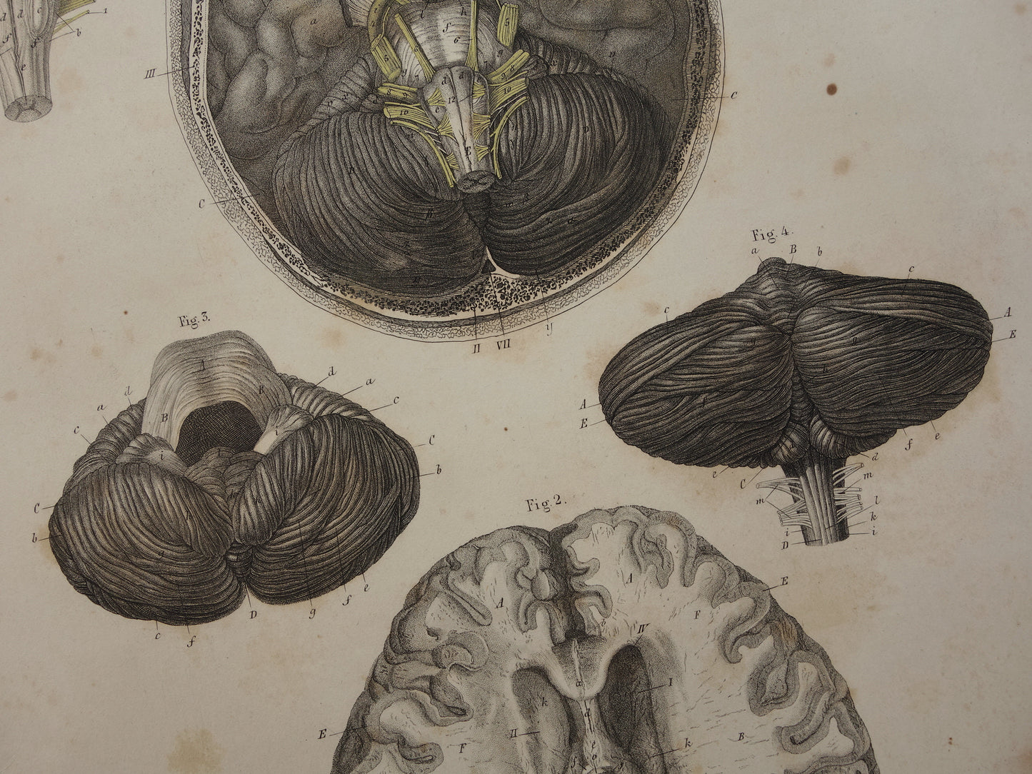 HERSENEN Oude anatomie print menselijke hersenen 1871 Antieke prent Vintage anatomische illustratie