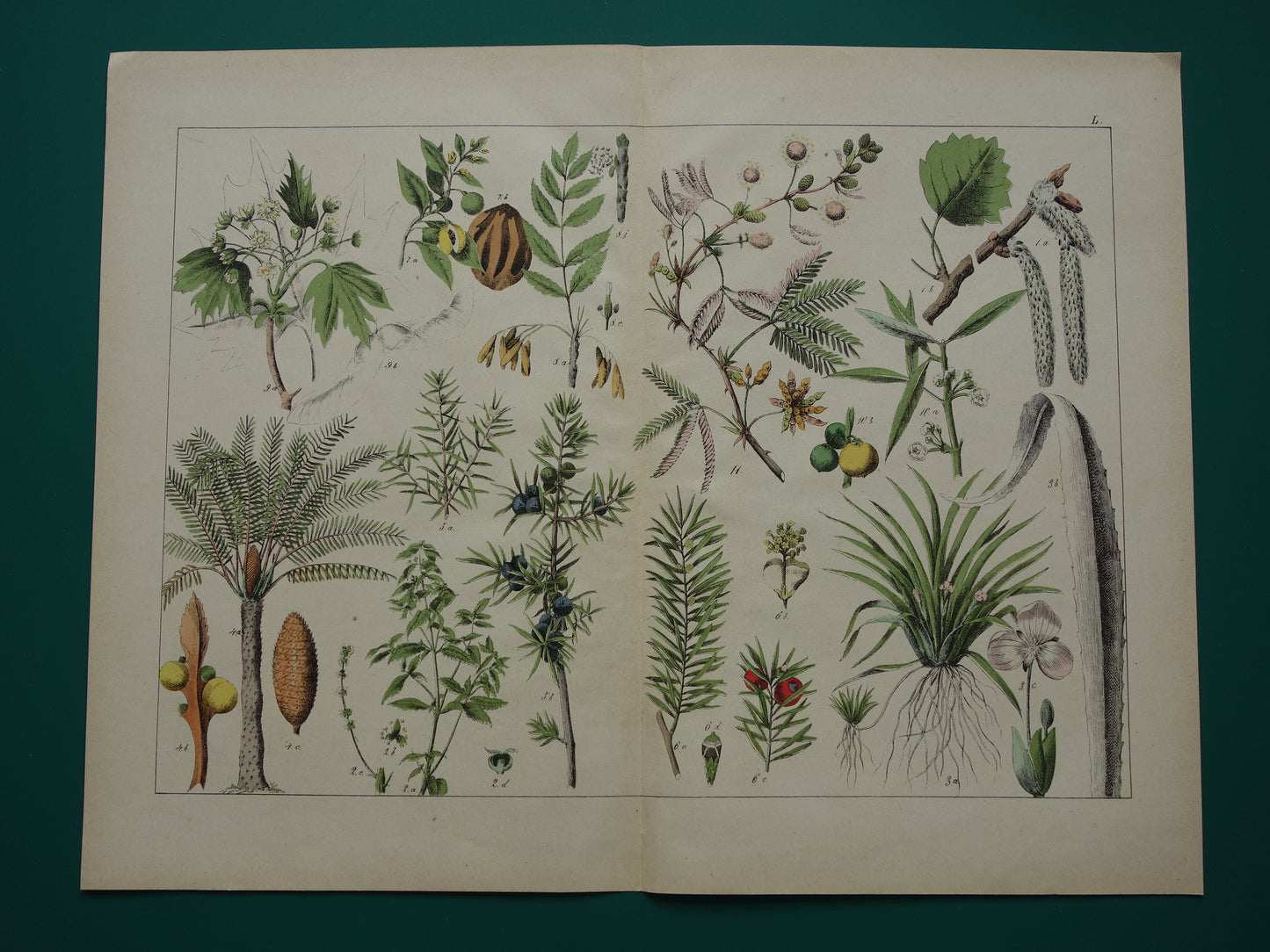 JENEVERBES Oude Botanische Prent 1874 Originele Antieke Illustratie Planten Decoratie Palmvaren