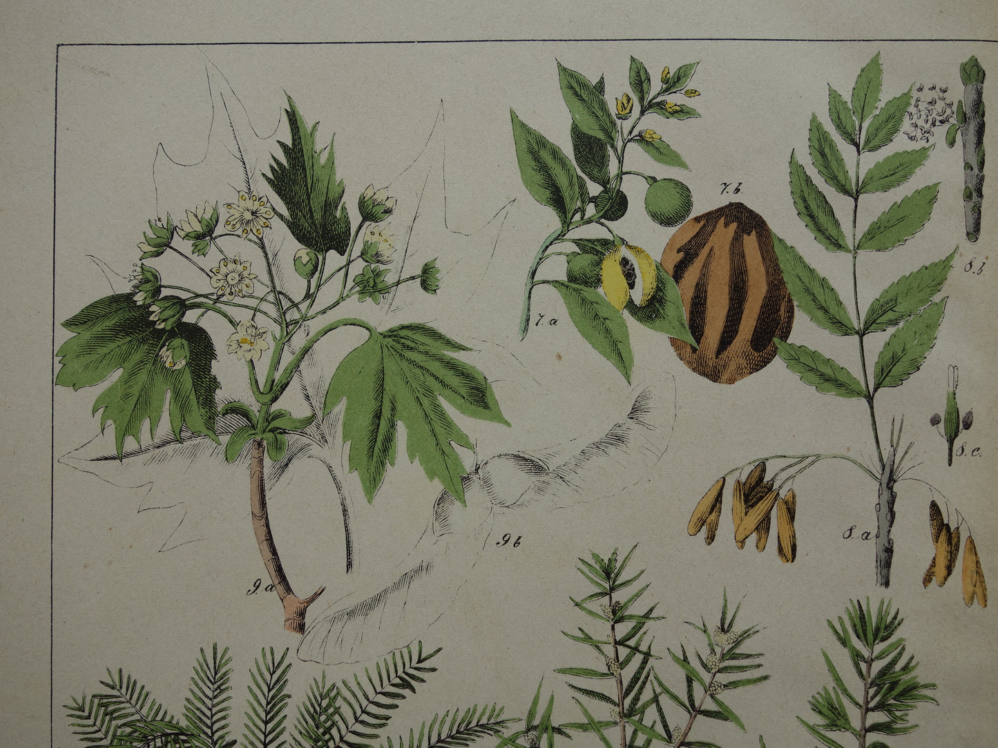 JENEVERBES Oude Botanische Prent 1874 Originele Antieke Illustratie Planten Decoratie Palmvaren