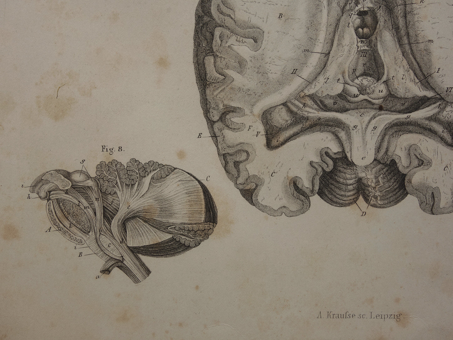 HERSENEN Oude anatomie print menselijke hersenen 1871 Antieke prent Vintage anatomische illustratie