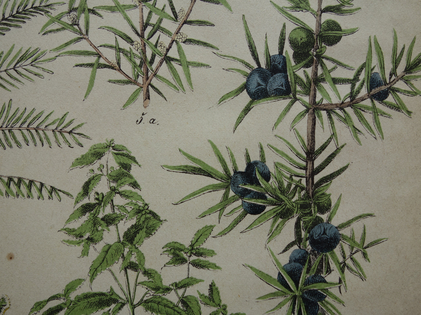jeneverbes antieke illustratie prenten