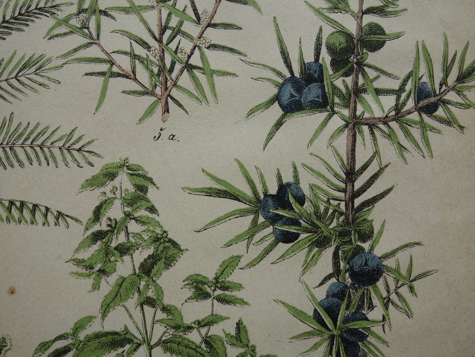 jeneverbes antieke illustratie prenten