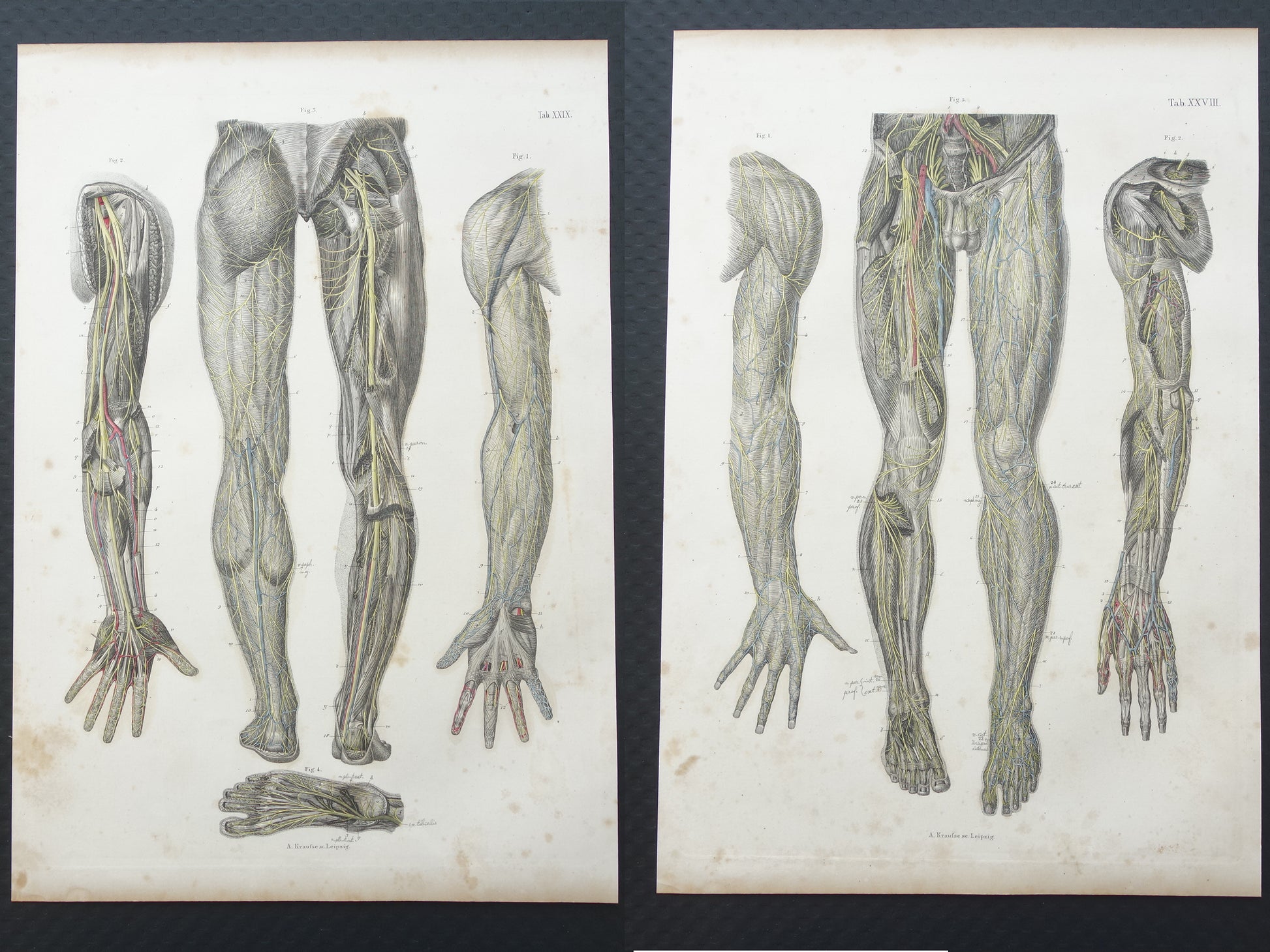 Oude anatomie print zenuwen in arm been 1871 Antieke prent Vintage anatomische illustratie zenuwstelsel armen benen