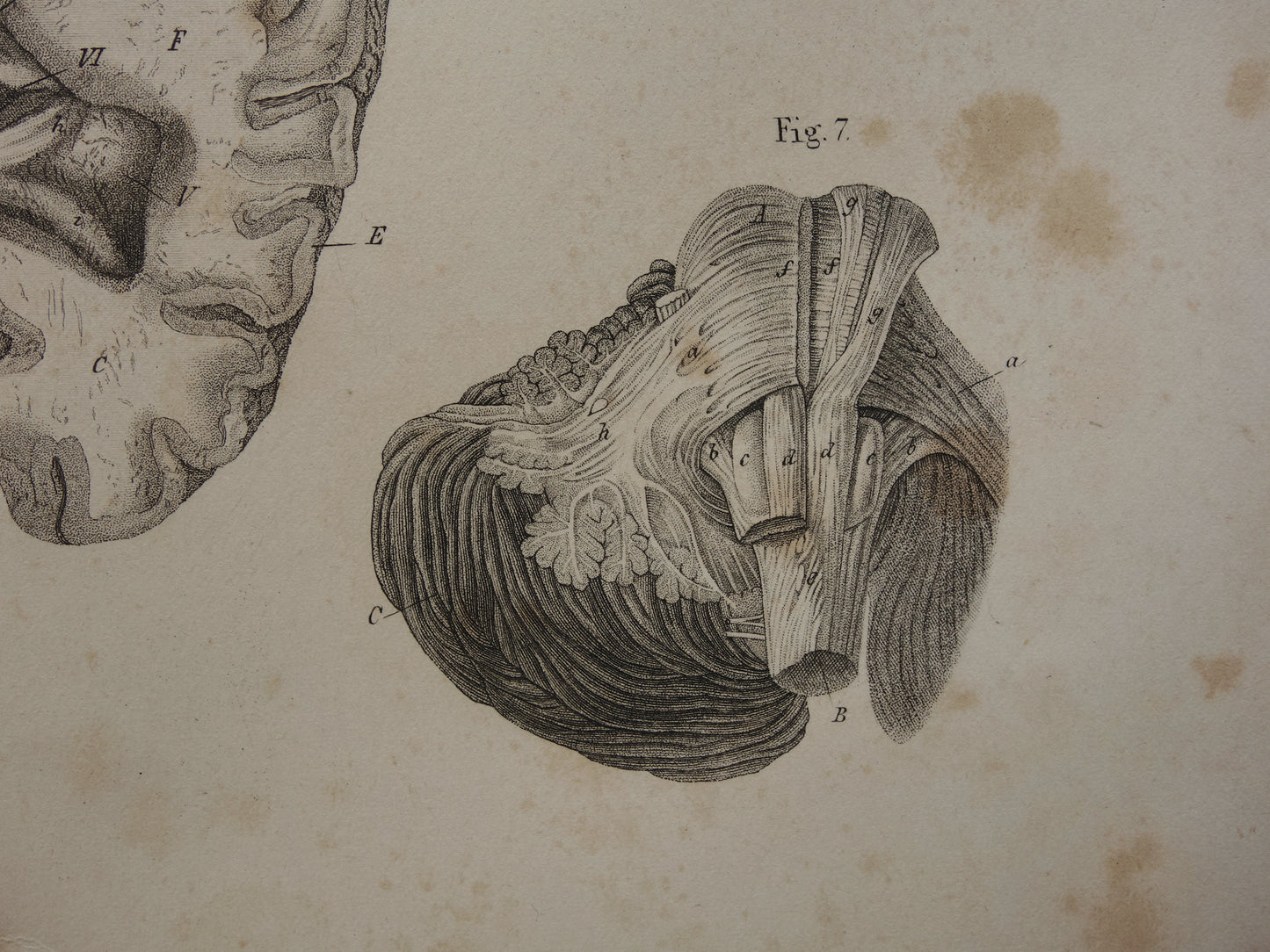 HERSENEN Oude anatomie print menselijke hersenen 1871 Antieke prent Vintage anatomische illustratie