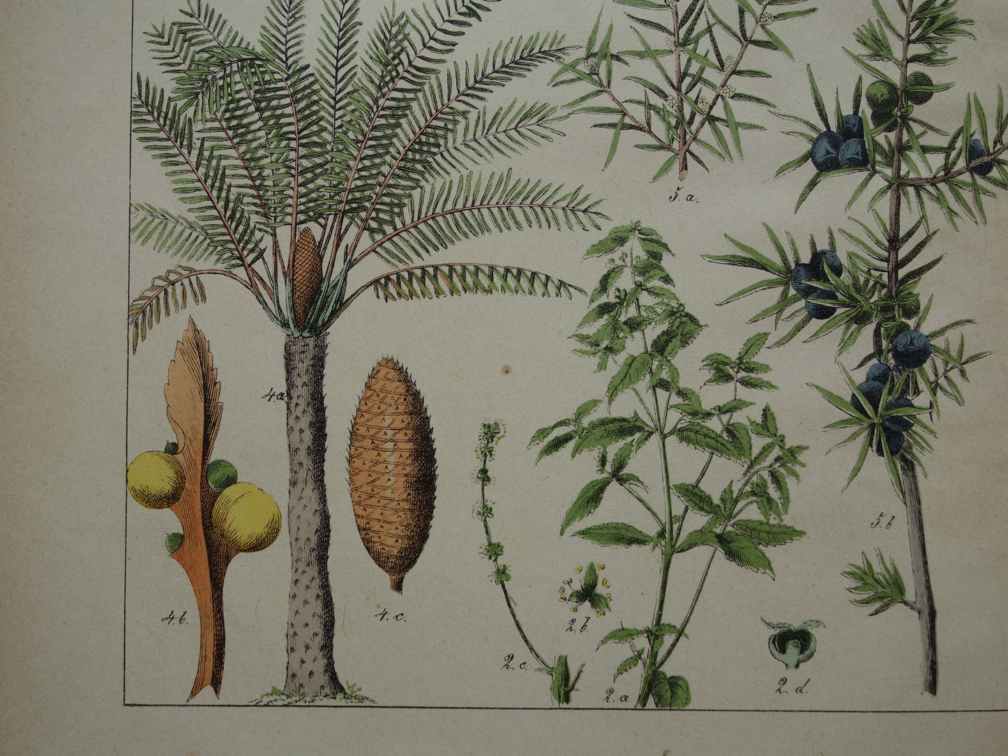 JENEVERBES Oude Botanische Prent 1874 Originele Antieke Illustratie Planten Decoratie Palmvaren