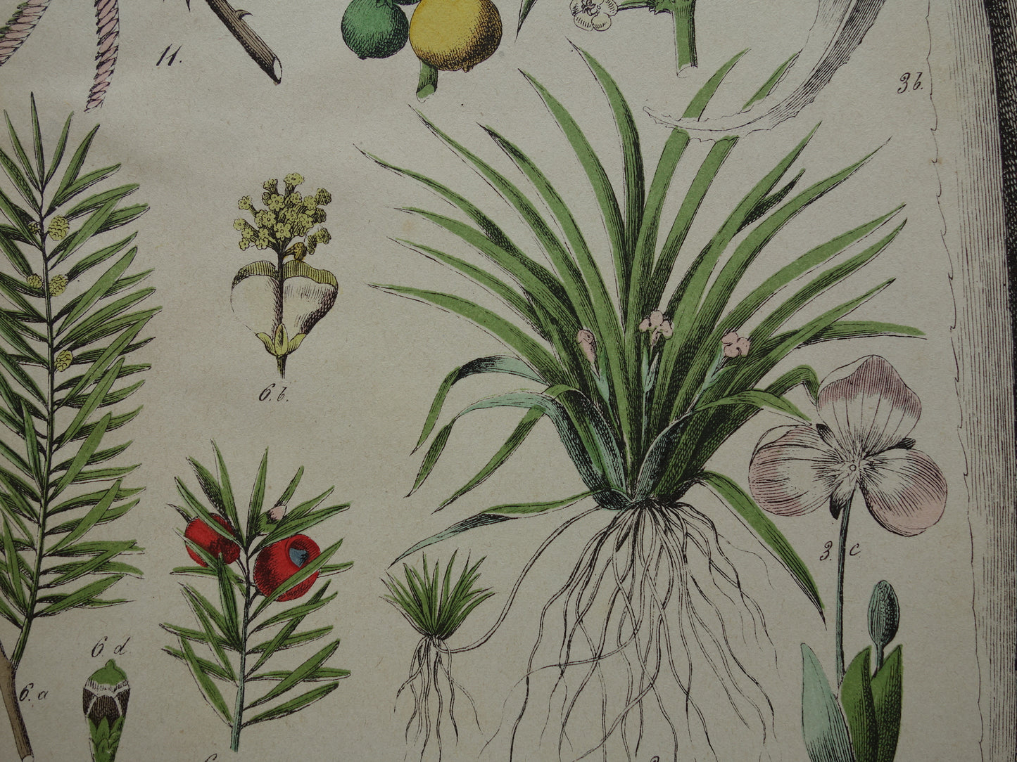 JENEVERBES Oude Botanische Prent 1874 Originele Antieke Illustratie Planten Decoratie Palmvaren