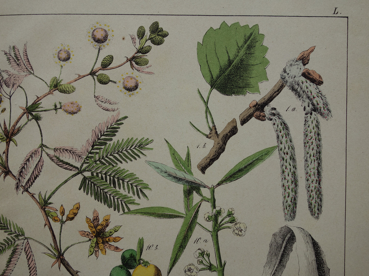 JENEVERBES Oude Botanische Prent 1874 Originele Antieke Illustratie Planten Decoratie Palmvaren