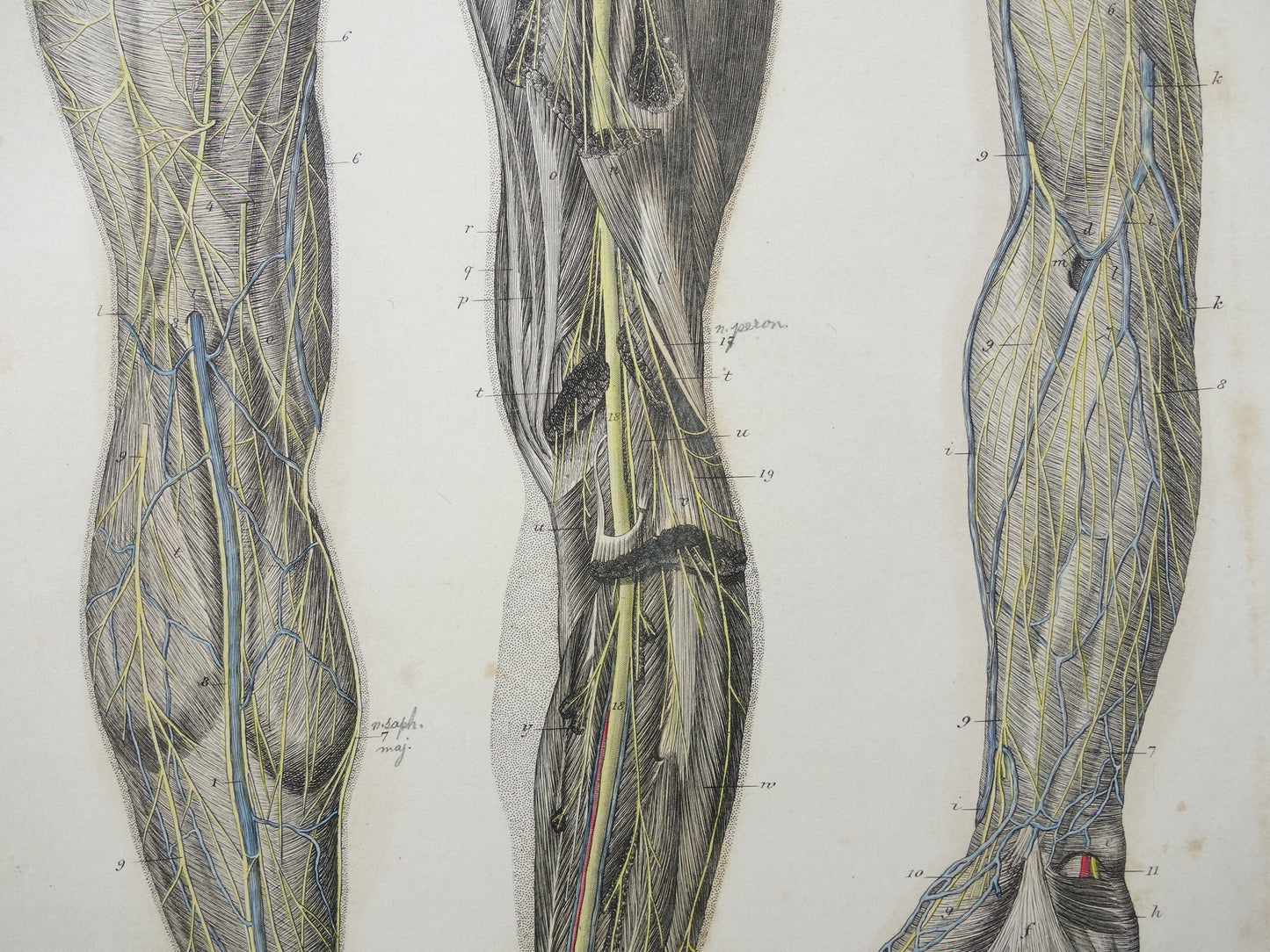 Oude anatomie print zenuwen in arm been 1871 Antieke prent Vintage anatomische illustratie zenuw armen benen