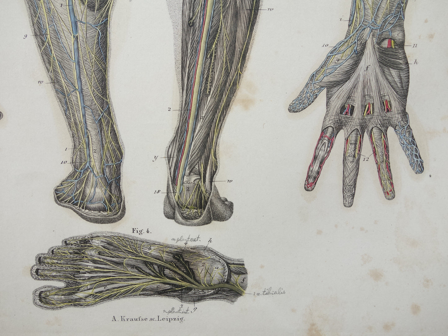 Oude anatomie print zenuwen in arm been 1871 Antieke prent Vintage anatomische illustratie zenuw armen benen