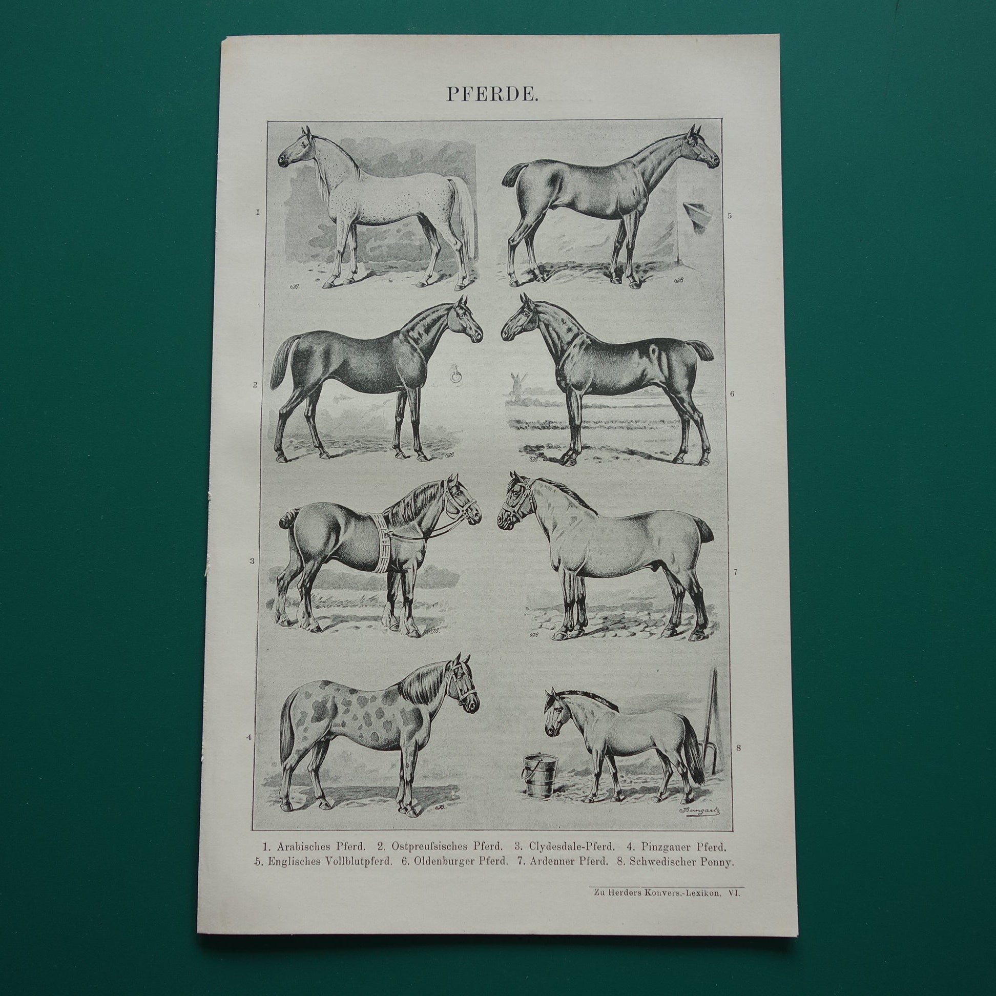 PAARDEN oude Duitse illustratie Paardenrassen 1921 antieke kleine prent Paard