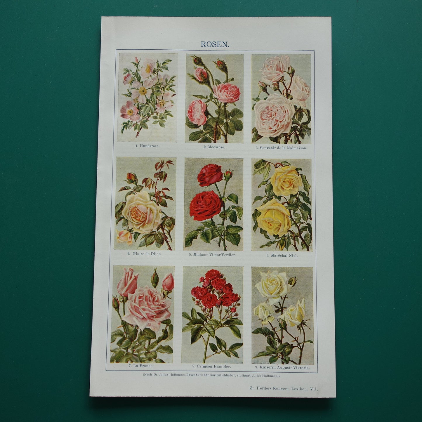 ROOS oude Duitse illustratie Rozen 1921 antieke kleine botanische prent jaren '20