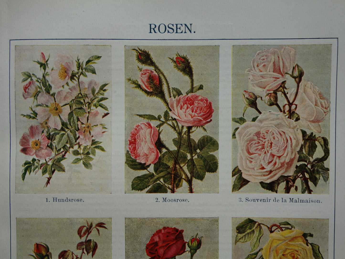ROOS oude Duitse illustratie Rozen 1921 antieke kleine botanische prent jaren '20
