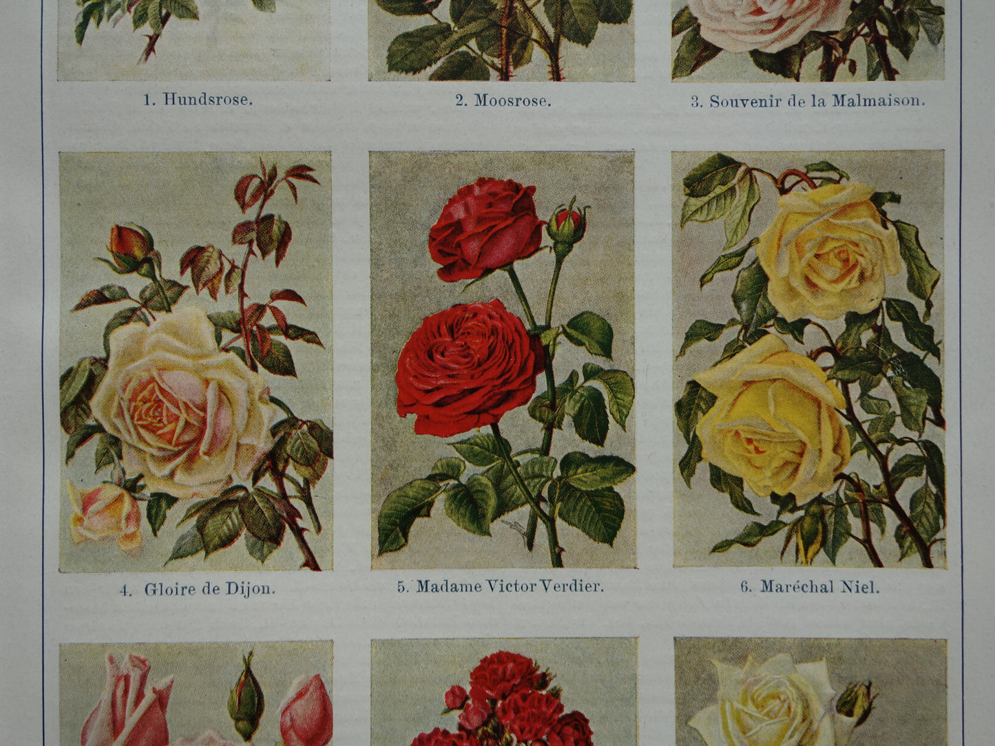 ROOS oude Duitse illustratie Rozen 1921 antieke kleine botanische prent jaren '20