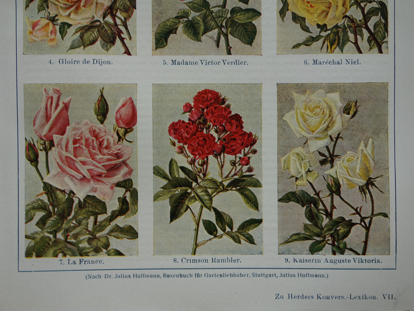 ROOS oude Duitse illustratie Rozen 1921 antieke kleine botanische prent jaren '20