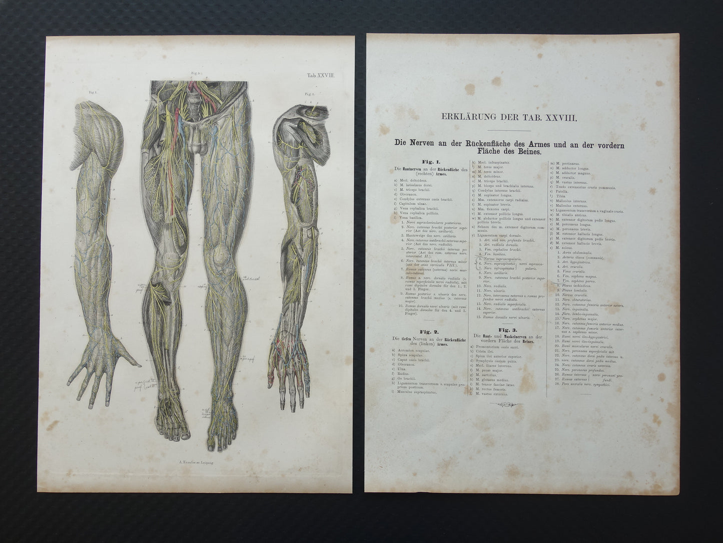 Oude anatomie print zenuwen in arm been 1871 Antieke prent Vintage anatomische illustratie zenuw armen benen