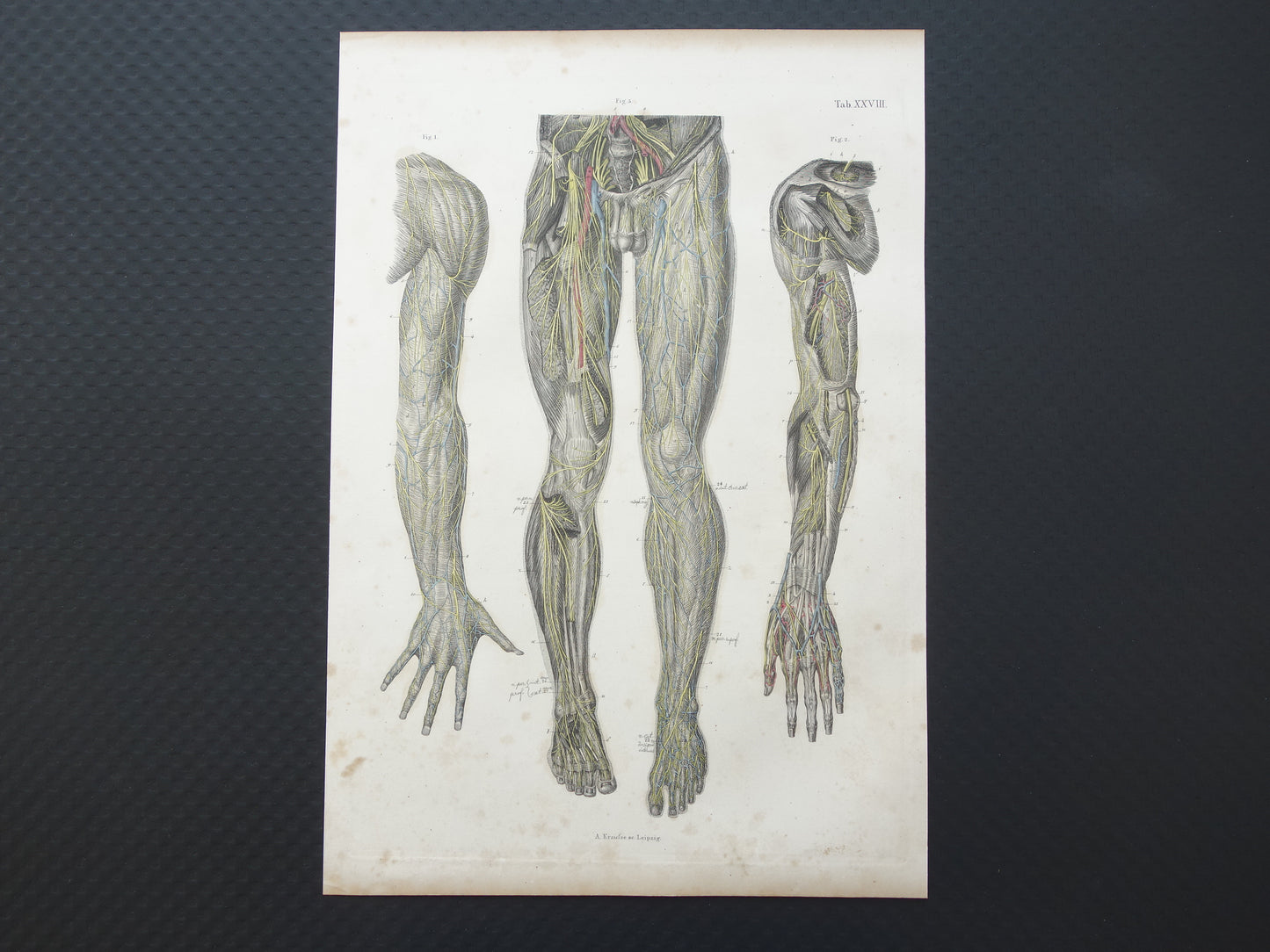 Oude anatomie print zenuwen in arm been 1871 Antieke prent Vintage anatomische illustratie zenuw armen benen