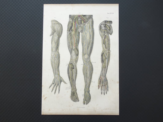 Oude anatomie print zenuwen in arm been 1871 Antieke prent Vintage anatomische illustratie zenuw armen benen
