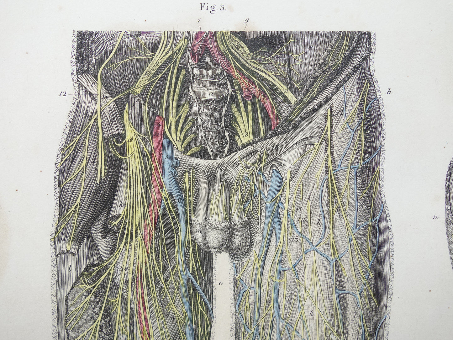 Oude anatomie print zenuwen in arm been 1871 Antieke prent Vintage anatomische illustratie zenuw armen benen