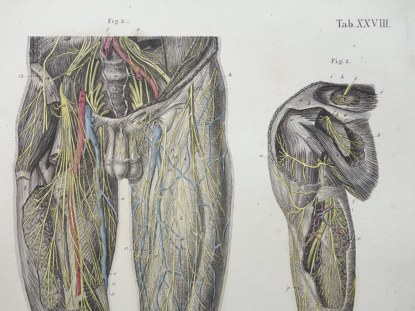Oude anatomie print zenuwen in arm been 1871 Antieke prent Vintage anatomische illustratie zenuw armen benen