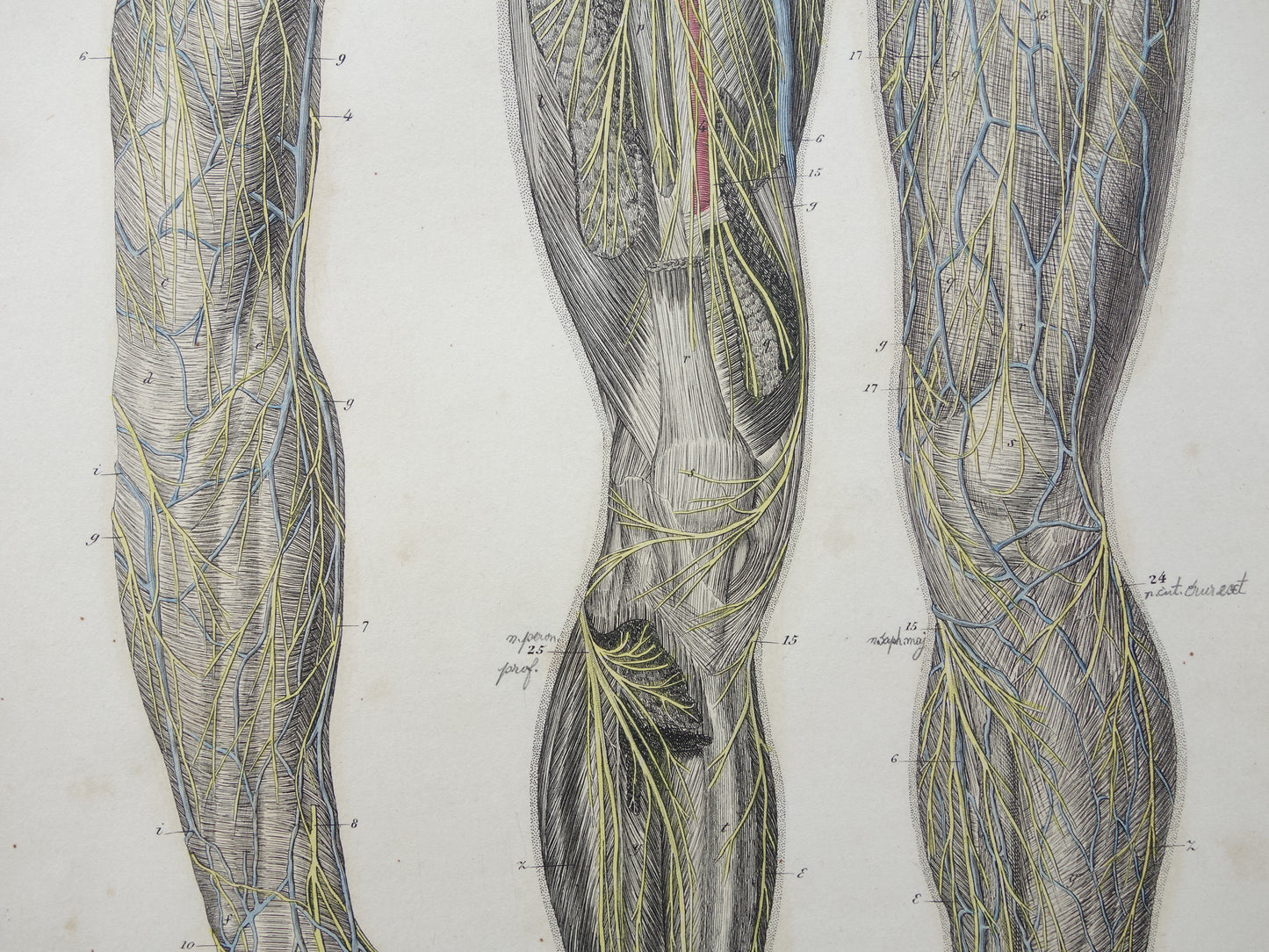 Oude anatomie print zenuwen in arm been 1871 Antieke prent Vintage anatomische illustratie zenuw armen benen