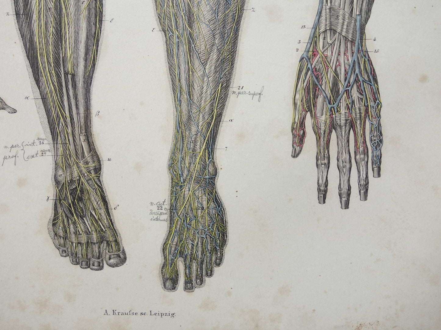 Oude anatomie print zenuwen in arm been 1871 Antieke prent Vintage anatomische illustratie zenuw armen benen