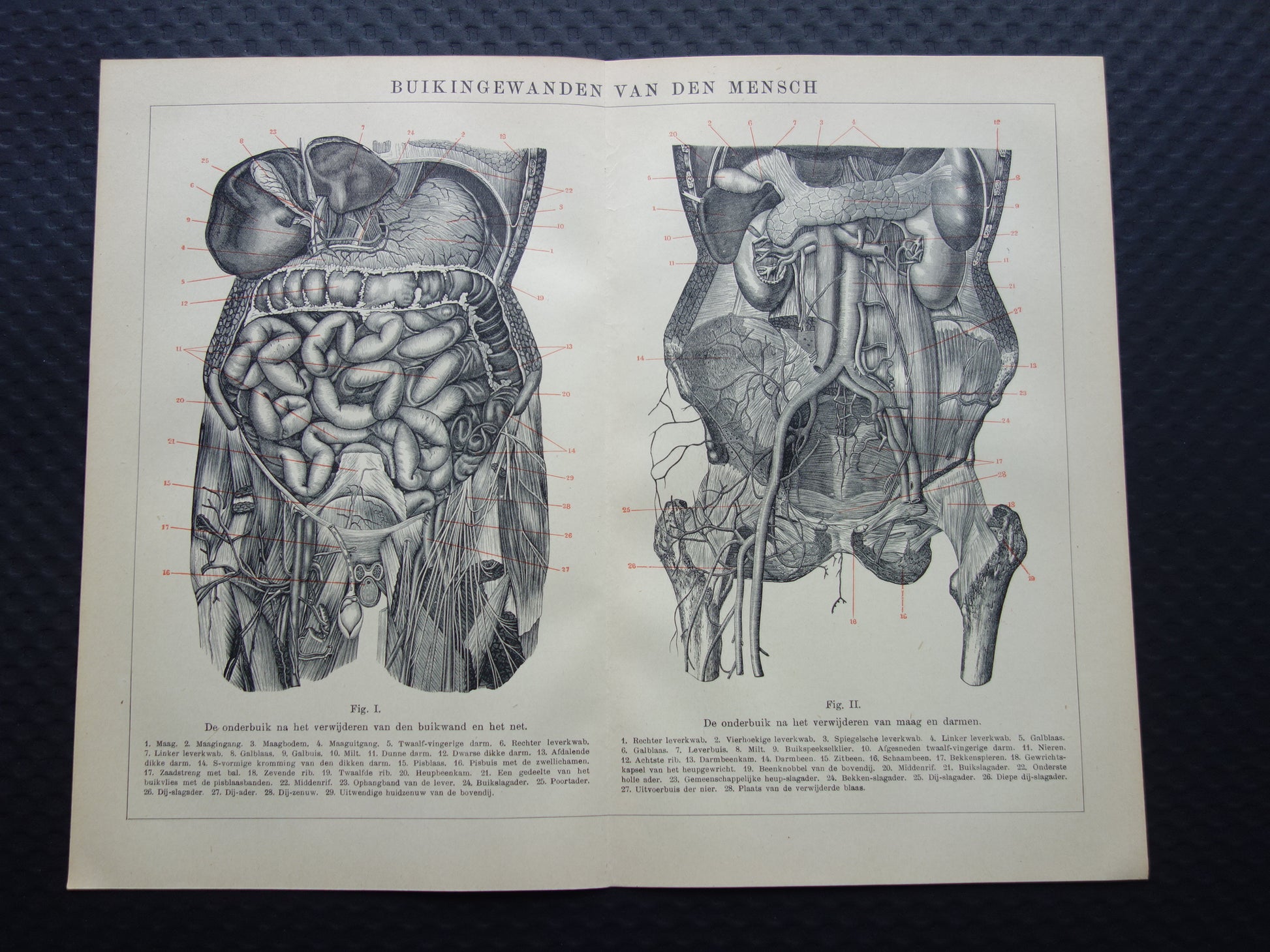 INGEWANDEN Oude Anatomie Prent 1915 Originele antieke Nederlandse anatomische illustratie vintage print
