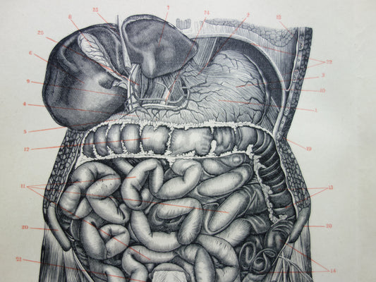 INGEWANDEN Oude Anatomie Prent 1915 Originele antieke Nederlandse anatomische illustratie vintage print