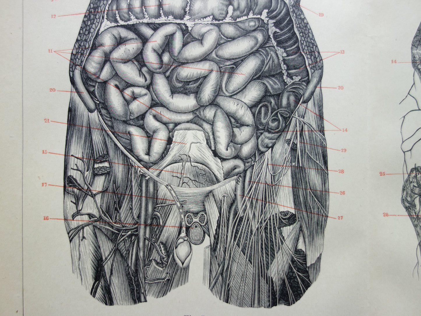 INGEWANDEN Oude Anatomie Prent 1915 Originele antieke Nederlandse anatomische illustratie vintage print