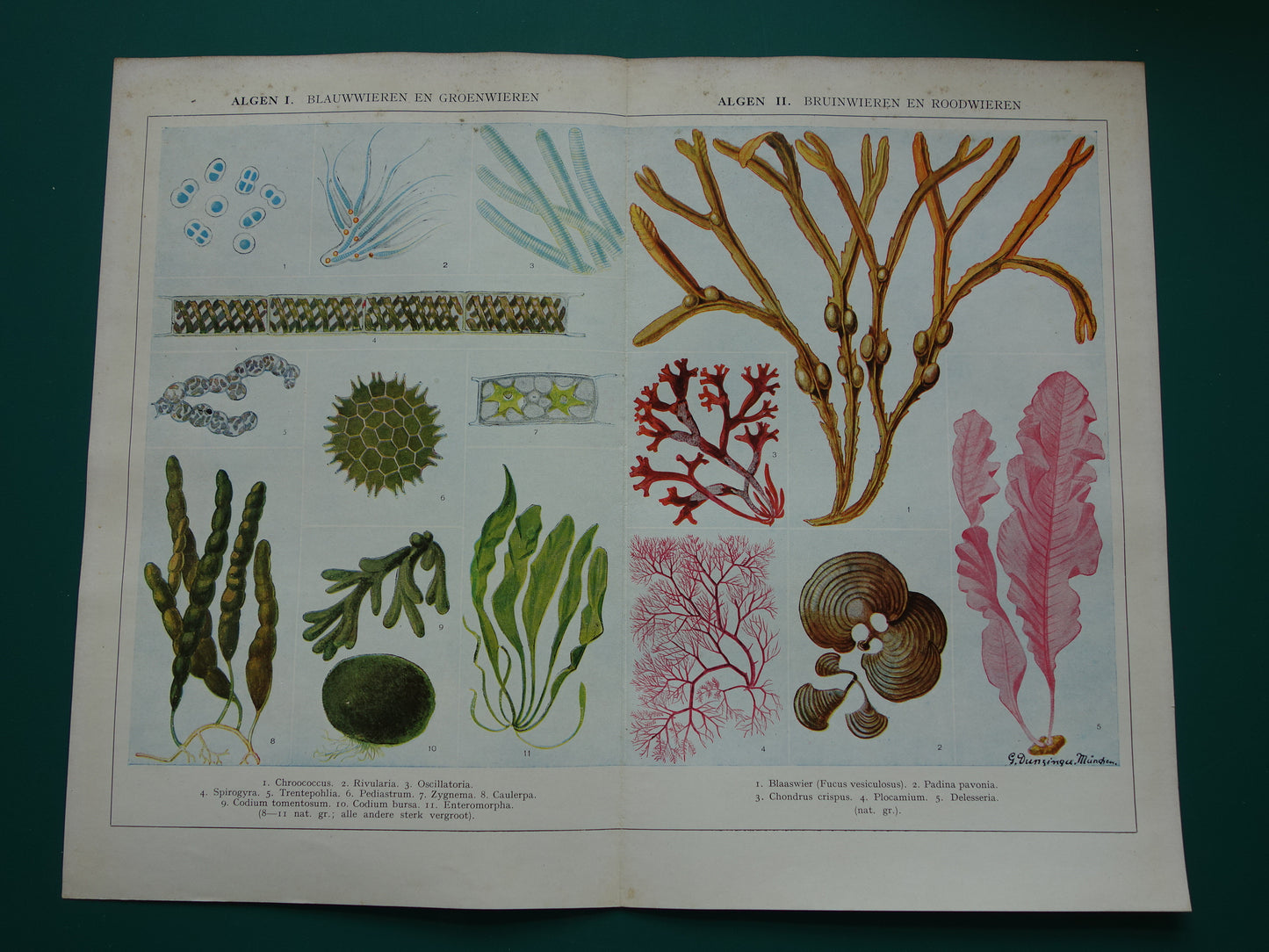 Originele oude prent Algen Zeewier 1932 Vintage Nederlandse botanische prent Wieren Zeewieren vintage illustratie
