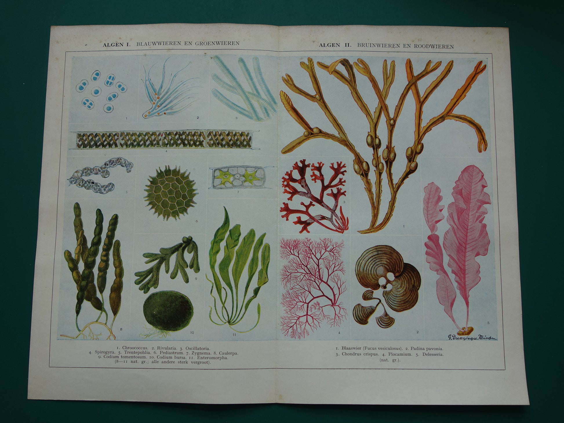 Originele oude prent Algen Zeewier 1932 Vintage Nederlandse botanische prent Wieren Zeewieren vintage illustratie
