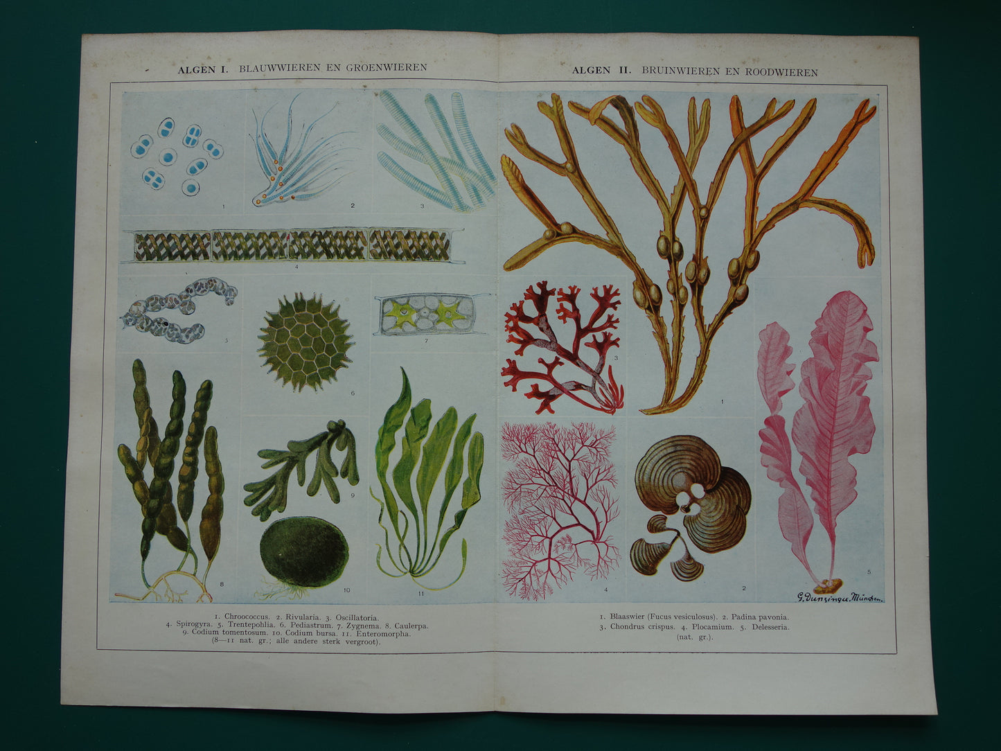 Originele oude prent Algen Zeewier 1932 Vintage Nederlandse botanische prent Wieren Zeewieren vintage illustratie