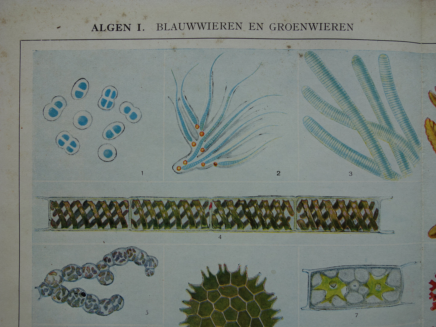 Originele oude prent Algen Zeewier 1932 Vintage Nederlandse botanische prent Wieren Zeewieren vintage illustratie