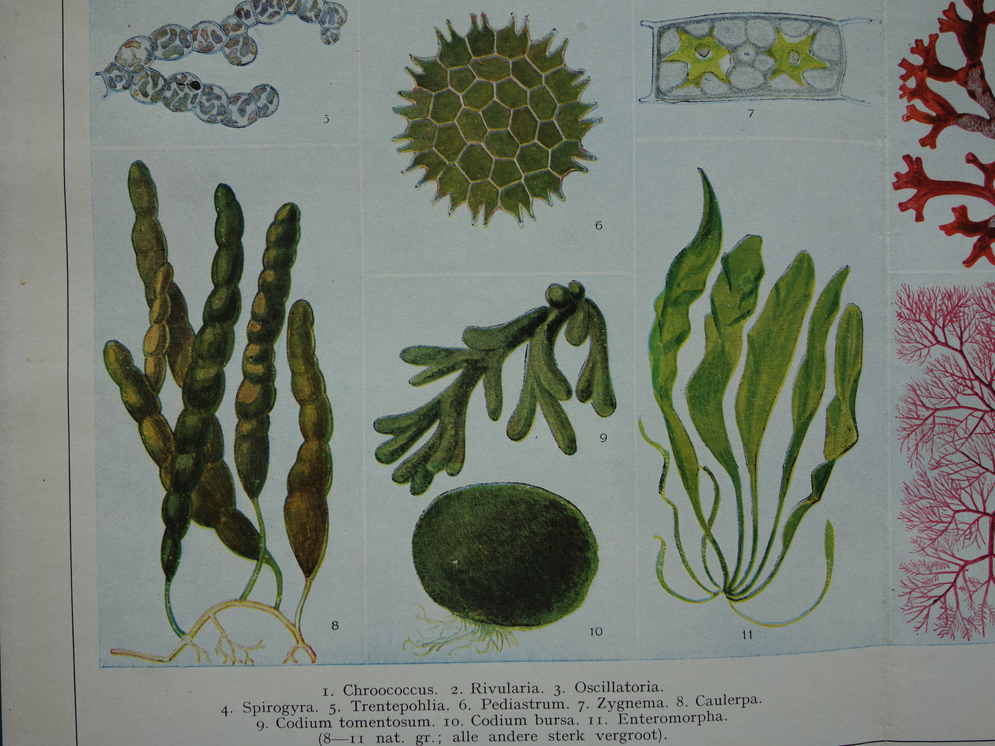 Originele oude prent Algen Zeewier 1932 Vintage Nederlandse botanische prent Wieren Zeewieren vintage illustratie