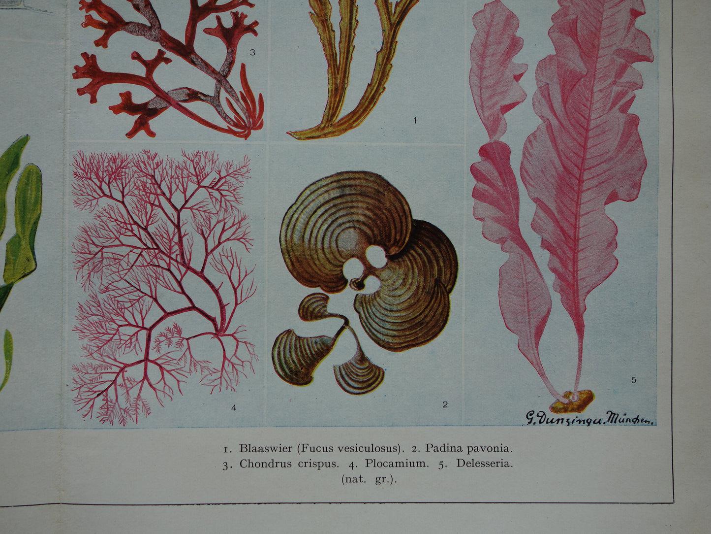 Originele oude prent Algen Zeewier 1932 Vintage Nederlandse botanische prent Wieren Zeewieren vintage illustratie