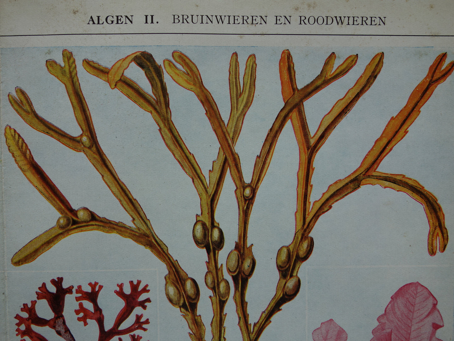 Originele oude prent Algen Zeewier 1932 Vintage Nederlandse botanische prent Wieren Zeewieren vintage illustratie
