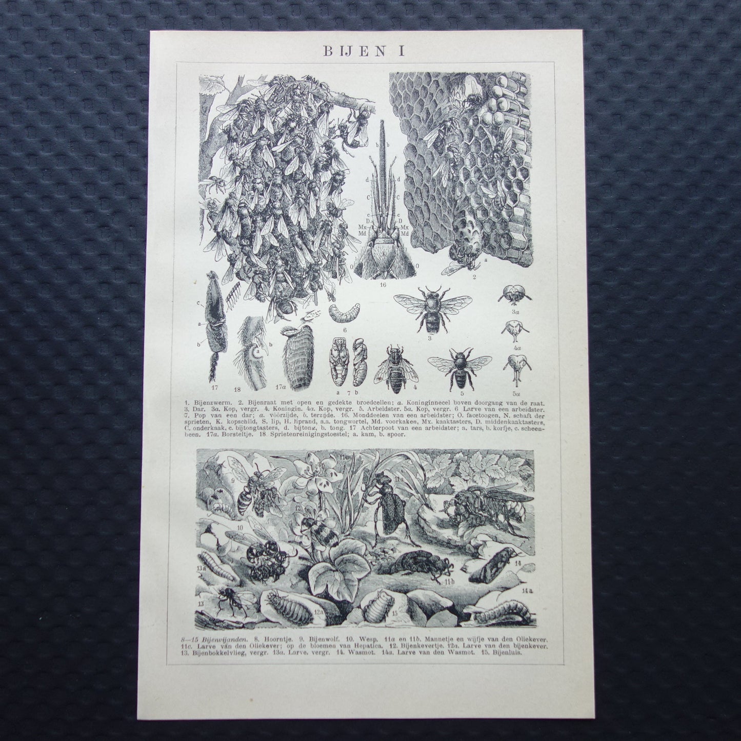 BIJEN Oude prent Bij Imker Bijenkorf originele vintage illustratie print Bijen houden