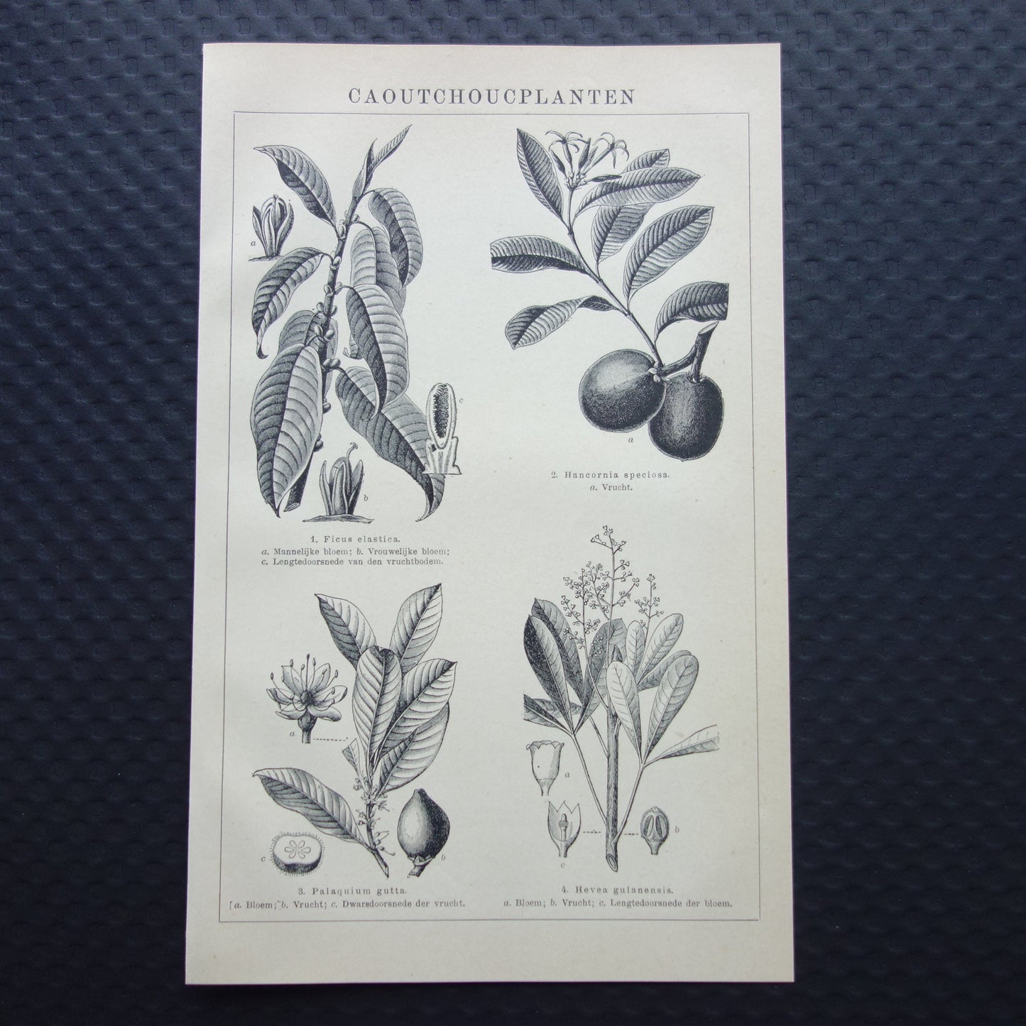 Rubberplant Oude prent originele vintage botanische illustratie print Caoutchoucplanten