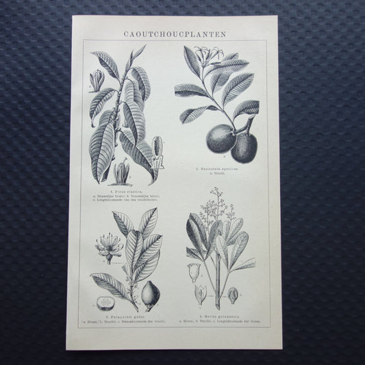 Rubberplant Oude prent originele vintage botanische illustratie print Caoutchoucplanten