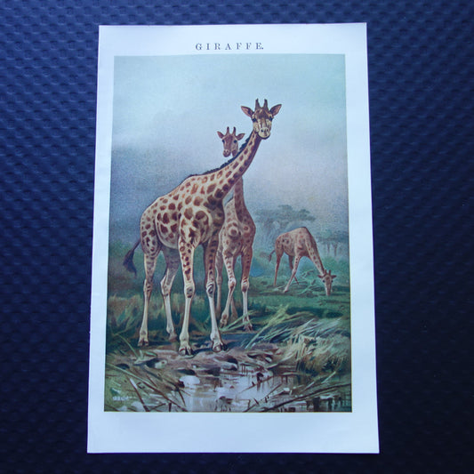 Giraffe oude prent 100+ jaar oude illustratie van giraffen Kleine Nederlandse vintage dieren print