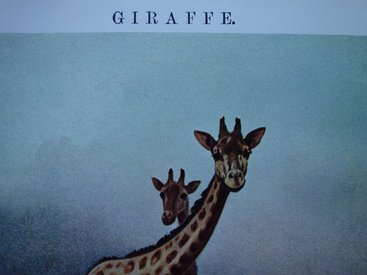 Giraffe oude prent 100+ jaar oude illustratie van giraffen Kleine Nederlandse vintage dieren print
