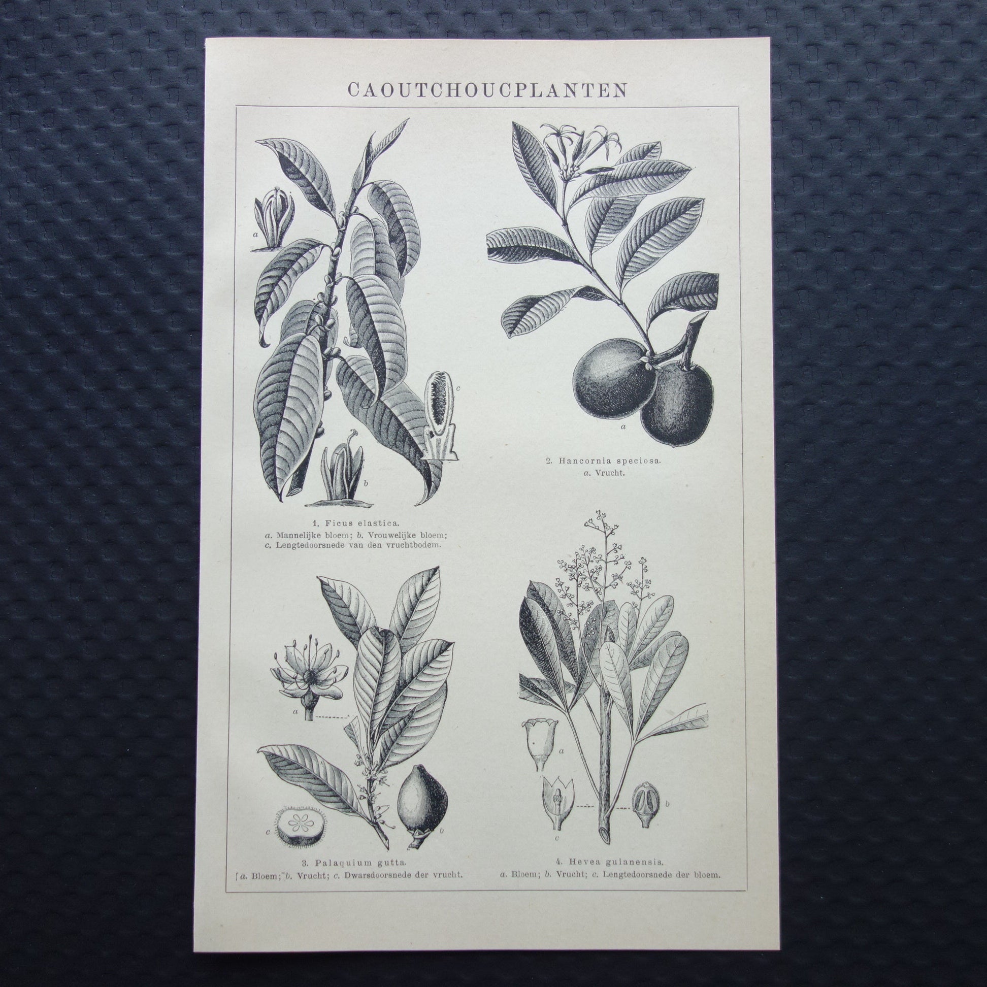 rubberplanten  Caoutchoucplanten