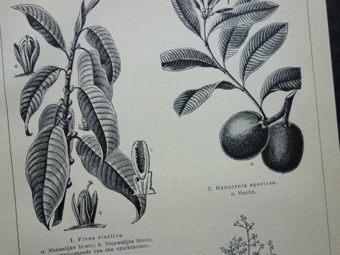 Rubberplant Oude prent originele vintage botanische illustratie print Caoutchoucplanten