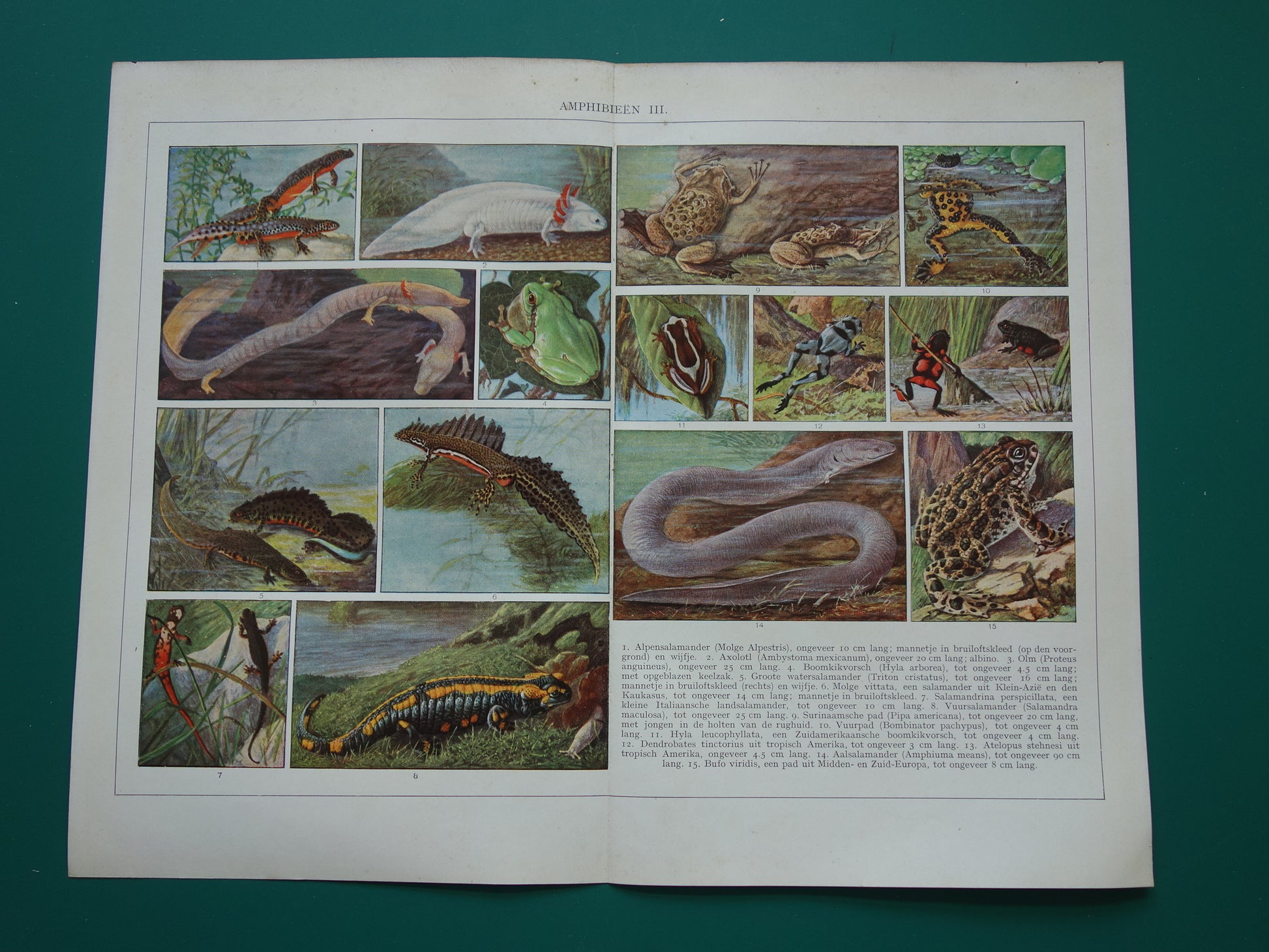 Originele oude prent Amfibieën 1932 Vintage Nederlandse dieren prent Amfibie vintage illustratie