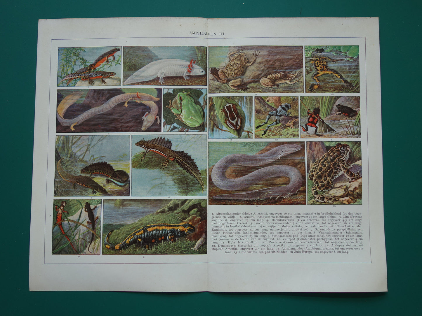 Originele oude prent Amfibieën 1932 Vintage Nederlandse dieren prent Amfibie vintage illustratie