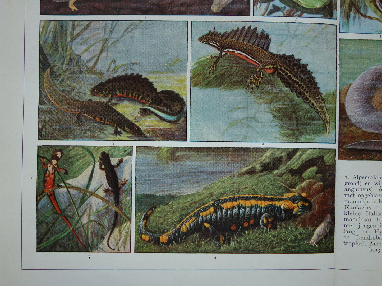 Originele oude prent Amfibieën 1932 Vintage Nederlandse dieren prent Amfibie vintage illustratie