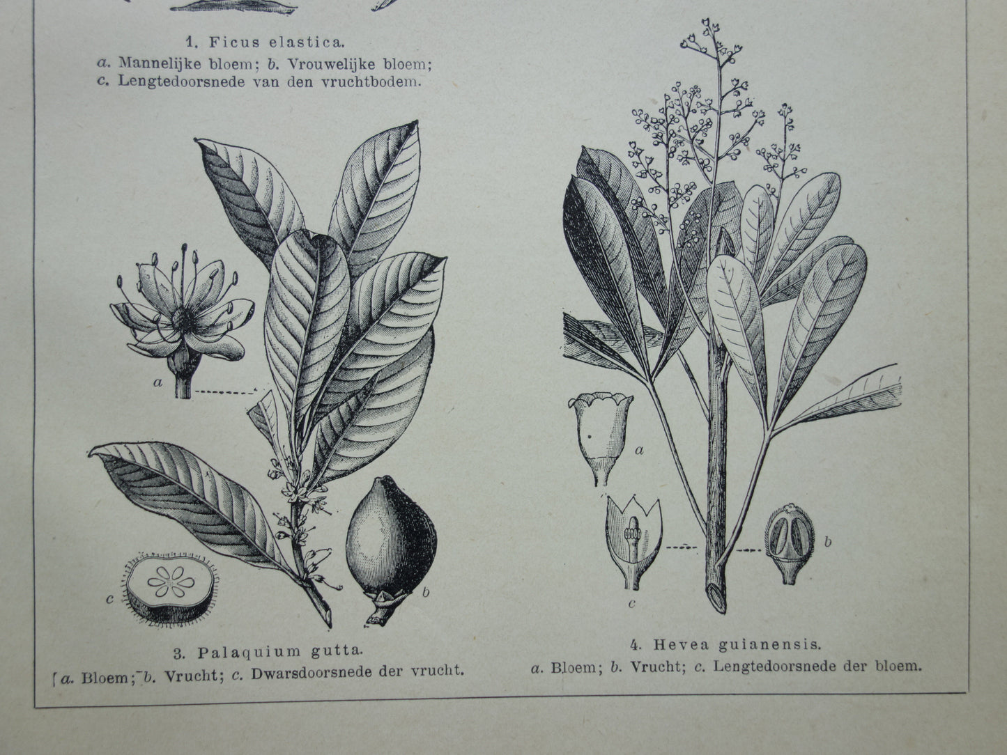 Rubberplant Oude prent originele vintage botanische illustratie print Caoutchoucplanten