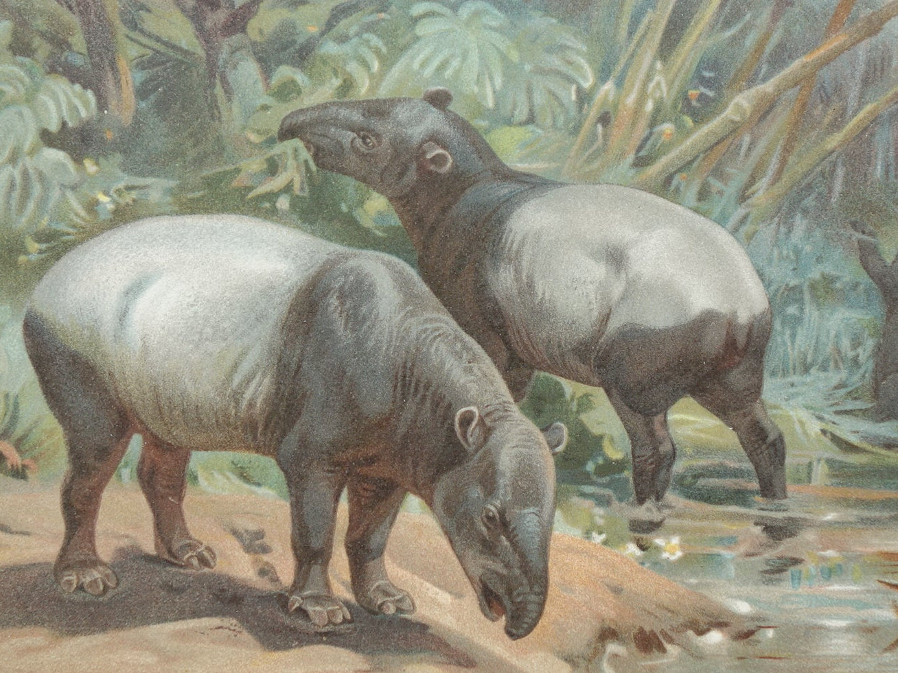 TAPIR vintage print originele antieke Duitse prent Indische Tapirs Maleise Tapir